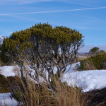 Bäumchen im Tongariro National Park